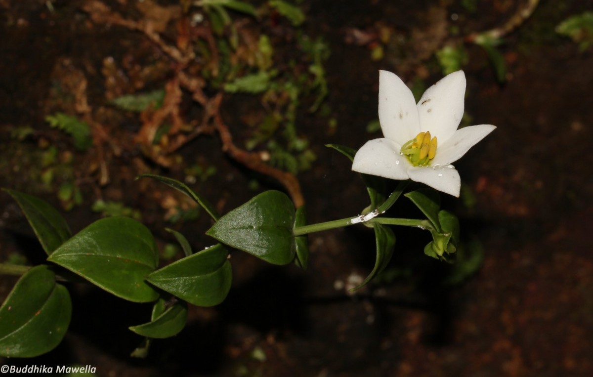 Exacum walkeri Arn. ex Griseb.